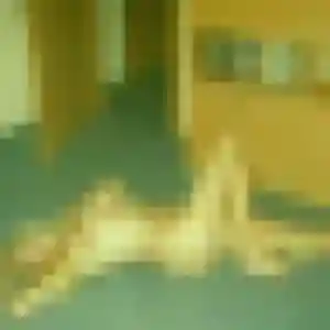 Frederique, femme de 27 ans veut rencontre coquine à Jaunay-Marigny