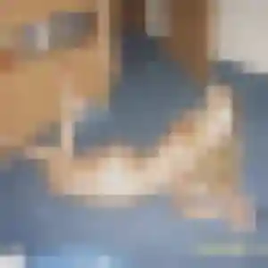 Lucienne (37 ans) à Saint-Jean-de-Monts attend un rencontre coquine maintenant